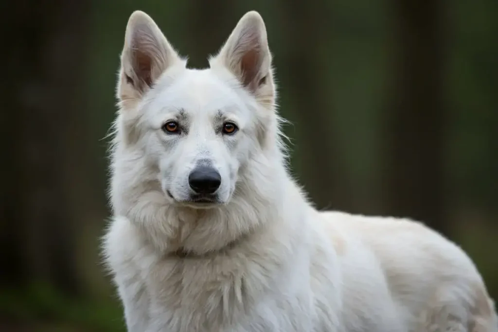 A White Silverback German Shepherd Mix with Wolf, showcasing a majestic silver-white coat, wolf-like features, and a strong, alert posture in a natural outdoor setting.